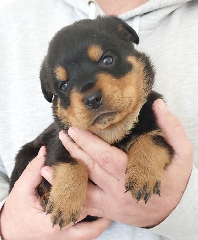 Gardiens De Rottweil - Chiots disponibles - Rottweiler