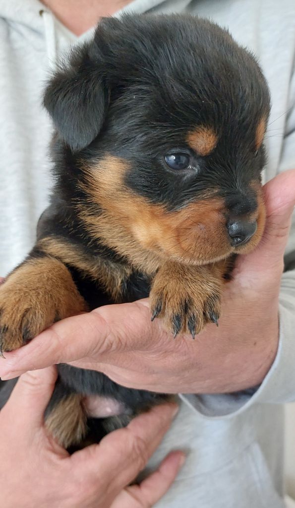 Gardiens De Rottweil - Chiots disponibles - Rottweiler