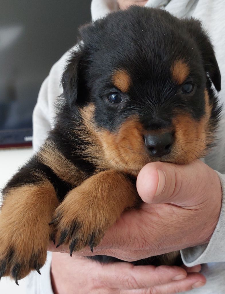 Gardiens De Rottweil - Chiots disponibles - Rottweiler