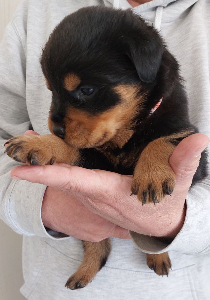 Gardiens De Rottweil - Chiots disponibles - Rottweiler